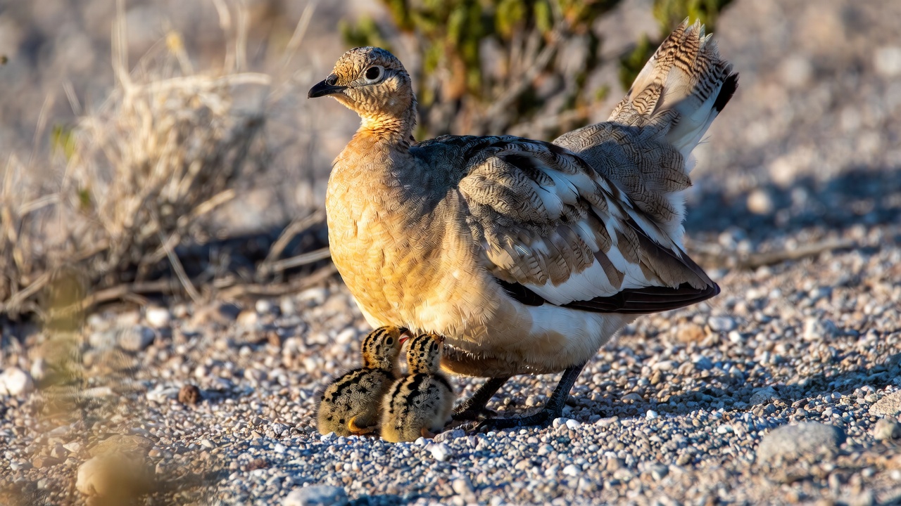 Male sandgrouse in the desert with chicks drinking water from his wet belly feathers